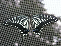 ナミアゲハ〔並揚羽〕の成虫（写真）