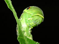 ナミアゲハ〔並揚羽〕の老齢幼虫（写真）