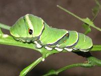 ナミアゲハ〔並揚羽〕の老齢幼虫（写真）