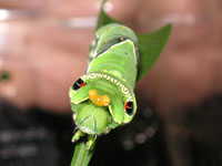 ナミアゲハ〔並揚羽〕の老齢幼虫（写真）