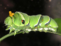 ナミアゲハ〔並揚羽〕の老齢幼虫（写真）