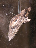 ナミアゲハ〔並揚羽〕のサナギ（写真）