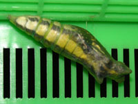 ナミアゲハ〔並揚羽〕のサナギ（写真）