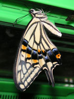 ナミアゲハ〔並揚羽〕の成虫（写真）