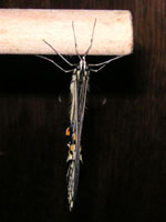 ナミアゲハ〔並揚羽〕の成虫（写真）