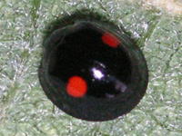 写真「ナミテントウ」