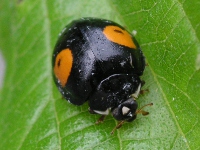 写真「ナミテントウ」