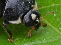 写真「ナミテントウ」