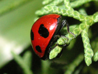 写真「ナナホシテントウ」