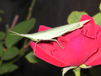 写真「オンブバッタ〔負蝗虫〕」