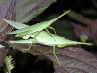 写真「オンブバッタ〔負蝗虫〕」