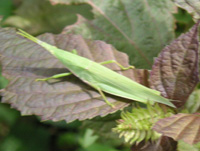 写真「オンブバッタ〔負蝗虫〕」
