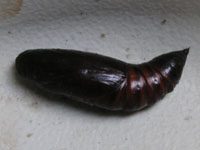 オオスカシバ〔大透翅〕の写真