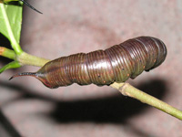 オオスカシバ〔大透翅〕の写真