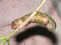 オオスカシバ〔大透翅〕の写真