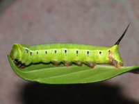 オオスカシバ〔大透翅〕の写真