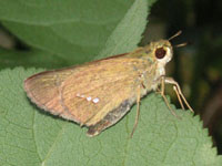 �C�`�����W�Z�Z��