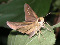 �C�`�����W�Z�Z��