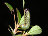 チュウレンジバチ〔幼虫〕の写真