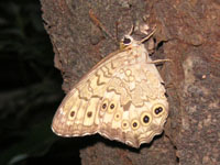 �T�g�L�}�_���q�J�Q