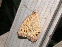 �T�g�L�}�_���q�J�Q