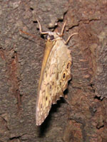 �T�g�L�}�_���q�J�Q