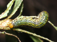 ルリチュウレンジ〔幼虫〕の写真
