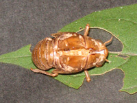 セミ〔蝉〕の写真