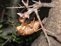 セミ〔蝉〕の写真