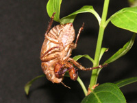 セミ〔蝉〕の写真