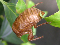 セミ〔蝉〕の写真