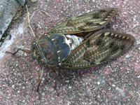 セミ〔蝉〕の写真