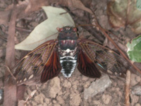 セミ〔蝉〕の写真