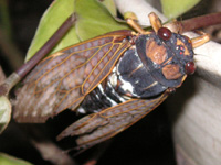 セミ〔蝉〕の写真