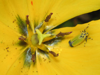 ツマグロオオヨコバイ〔褄黒大横這〕の写真