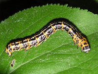 写真「ウメエダシャク〔梅枝尺〕の幼虫」