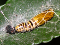 写真「ウメエダシャク〔梅枝尺〕の蛹」