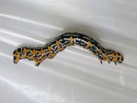 写真「ウメエダシャク〔梅枝尺〕の幼虫」