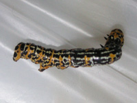 写真「ウメエダシャク〔梅枝尺〕の幼虫」