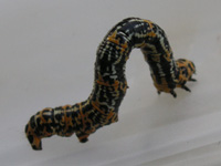 写真「ウメエダシャク〔梅枝尺〕の幼虫」