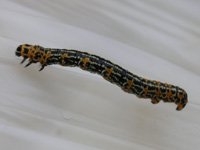 写真「ウメエダシャク〔梅枝尺〕の幼虫」