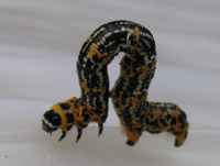 写真「ウメエダシャク〔梅枝尺〕の幼虫」