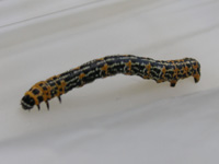 写真「ウメエダシャク〔梅枝尺〕の幼虫」