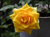 �o���k�K�N�l�̉ԁi�ʐ^�j