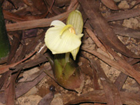 �~���E�K�̉�