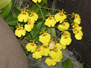 �ʐ^�u�I���V�W�E���kOncidium�l�̉ԁv