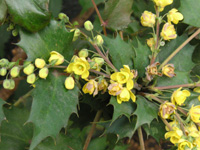 �q�C���M�i���e���k�A��V�l�̉ԁi�ʐ^�j