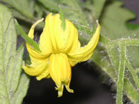 �g�}�g�̉�