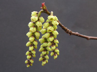 �L�u�V�k�،ܔ{�q�l�k�ؕt�q�l�̉ԁi�ʐ^�j