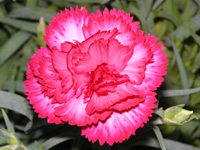 �J�[�l�[�V�����̉ԁi�ʐ^�j